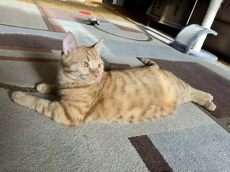 An orange tabby cat with yellow eyes lies stretched out on a patterned rug, looking slightly to the side with a relaxed but…