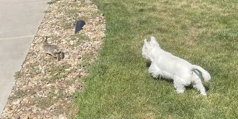 A small white dog stands on green grass, facing a brown rabbit on a gravel path beside a sidewalk. The dog appears to be…