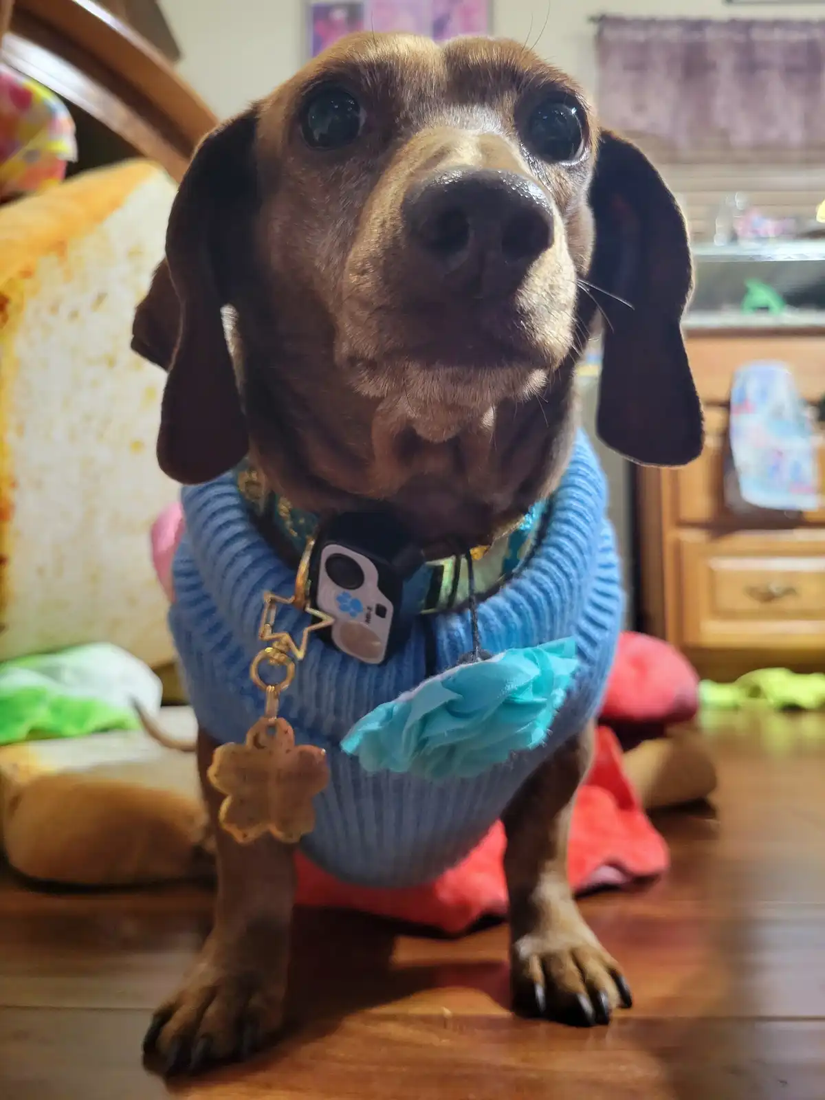 A close-up photo of a brown dachshund wearing a blue ribbed sweater with a light blue fabric flower on the side. The dog has…