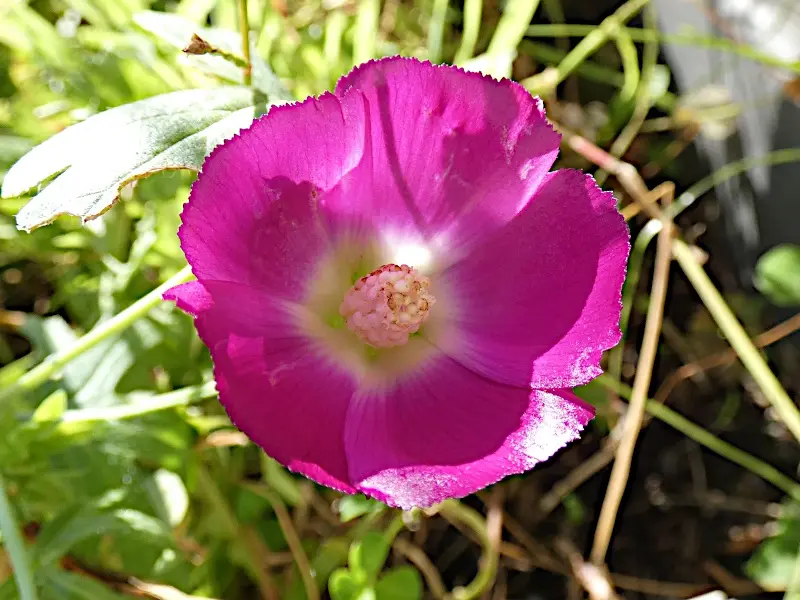 A Glimpse of Autumn's Beauty in the Garden (2024) #6