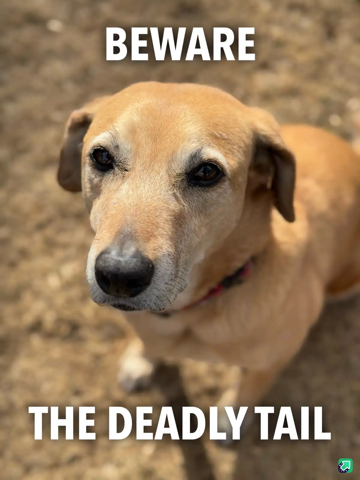 A close-up photo of a tan dog looking up at the camera with a serious expression, overlaid with bold white text reading…