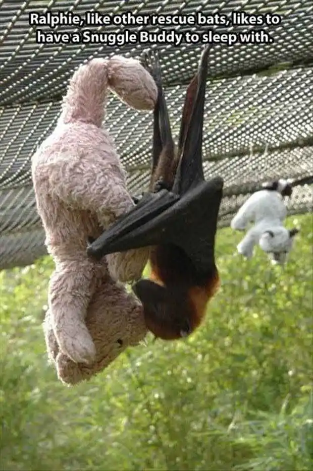 A bat hangs upside down from a mesh enclosure, cuddling a pink, fluffy stuffed animal. Another white stuffed animal hangs in…