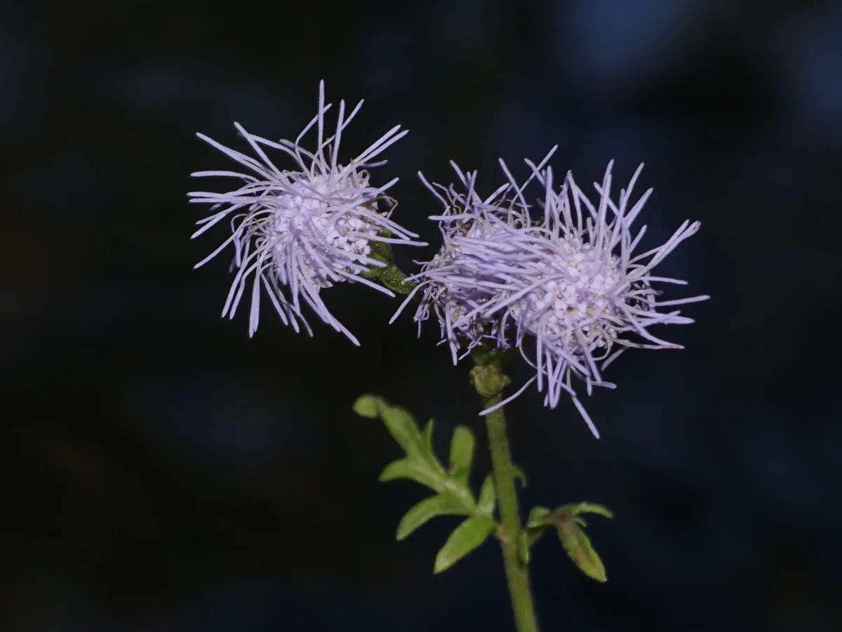 A close-up photograph shows two fuzzy, light purple, spiky flowers on a green stem against a dark, blurred background. The…