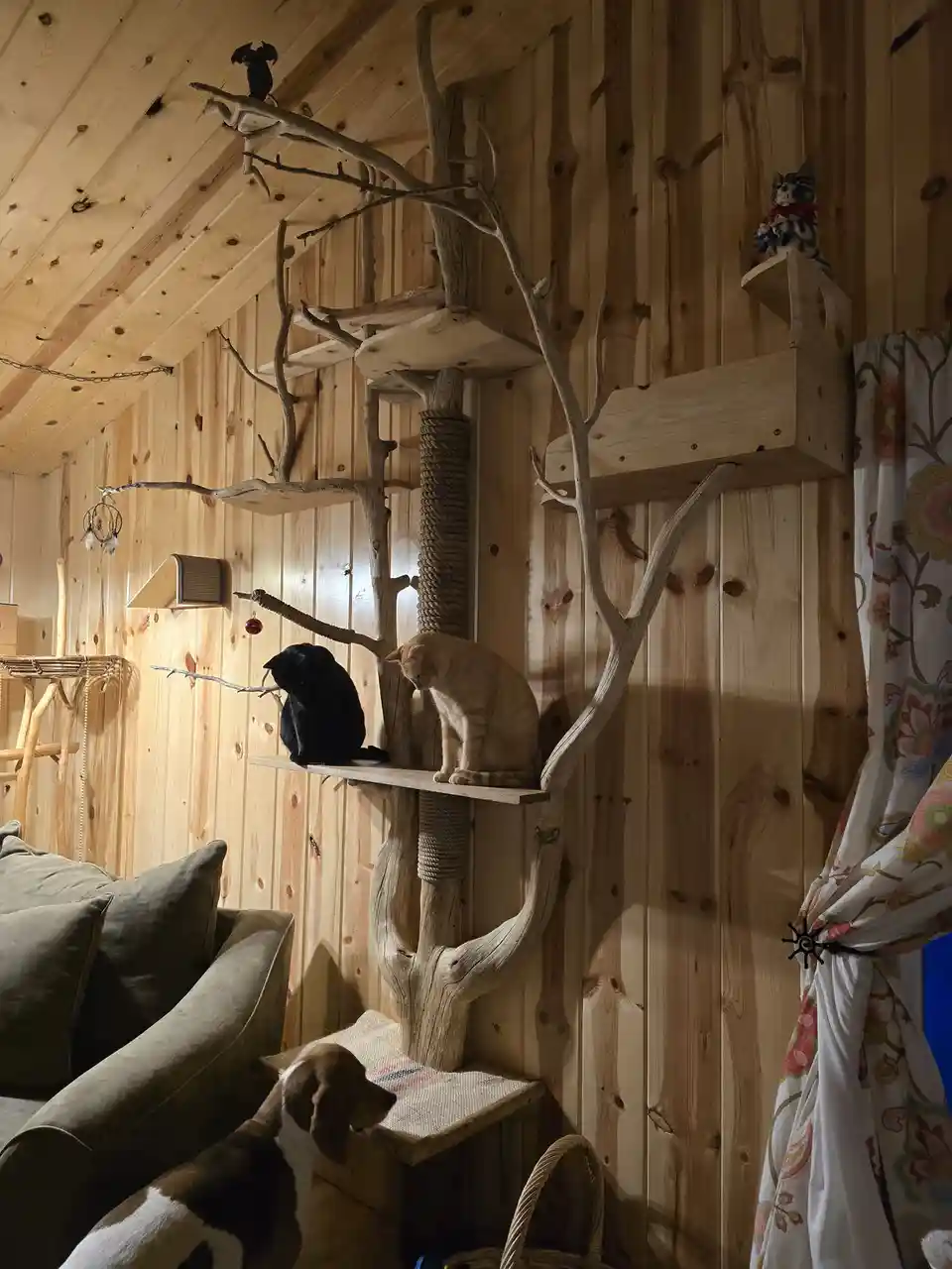 A black cat and a ginger cat sit side-by-side on a large, rustic wooden cat tree in a wood-paneled room. A beagle dog looks…