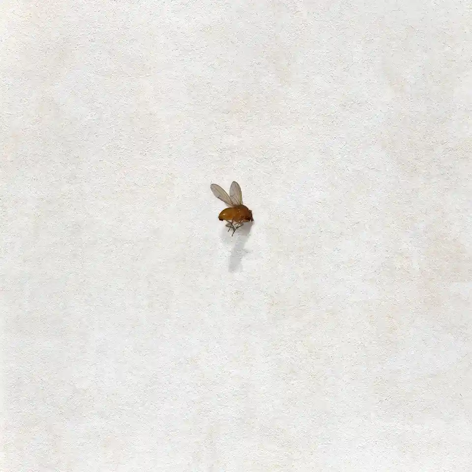 A single, small, brownish fly lies motionless on a plain, textured white surface, casting a faint shadow. The overlaid text…