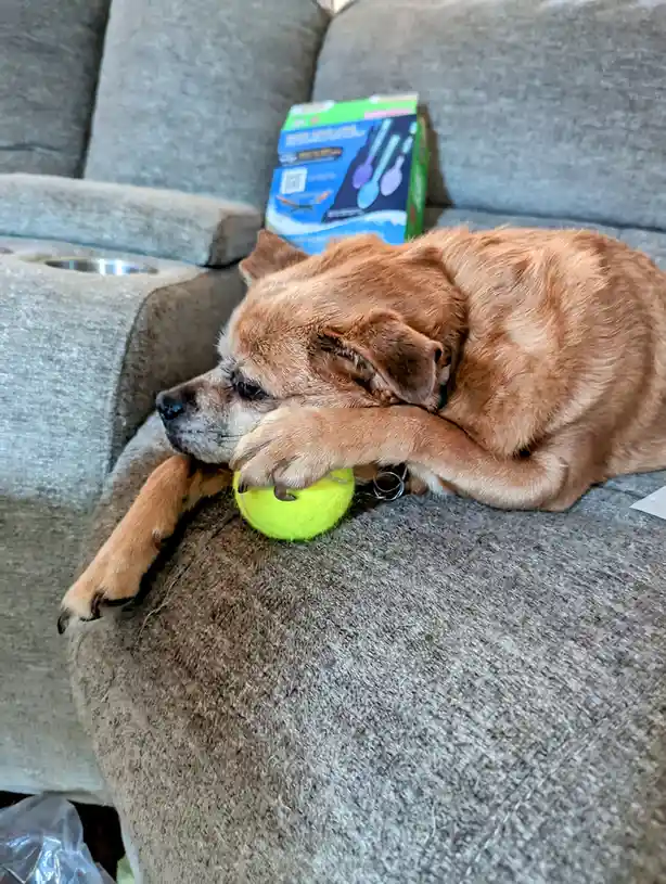 A small, light brown dog is curled up asleep on a gray fabric couch, its head resting on a bright yellow tennis ball it's…