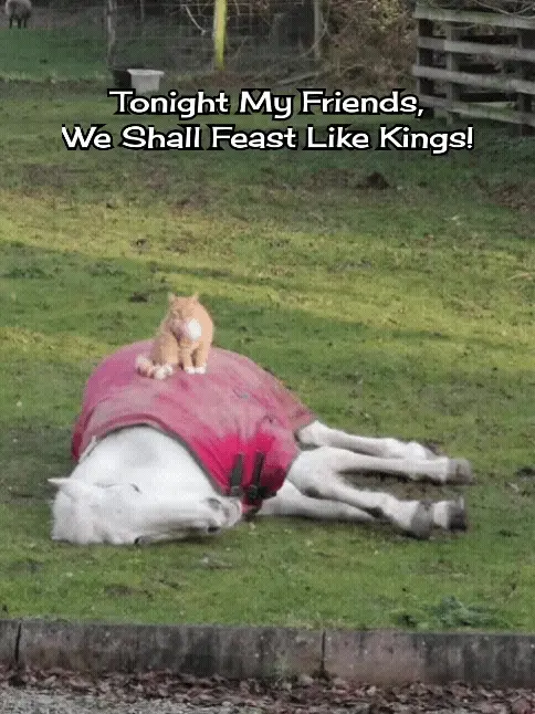 A small orange tabby cat sits regally atop a white horse lying on its side in a grassy field, wearing a red blanket. The…
