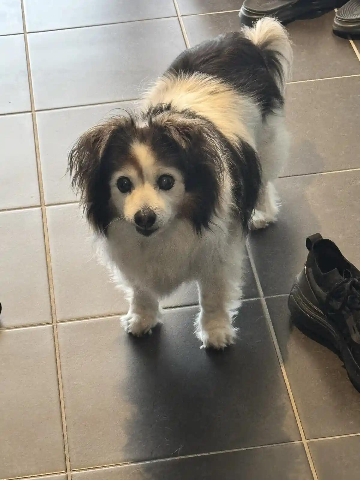 A small black and white fluffy dog with large dark eyes stands on a tiled floor looking up at the camera, with a black shoe…