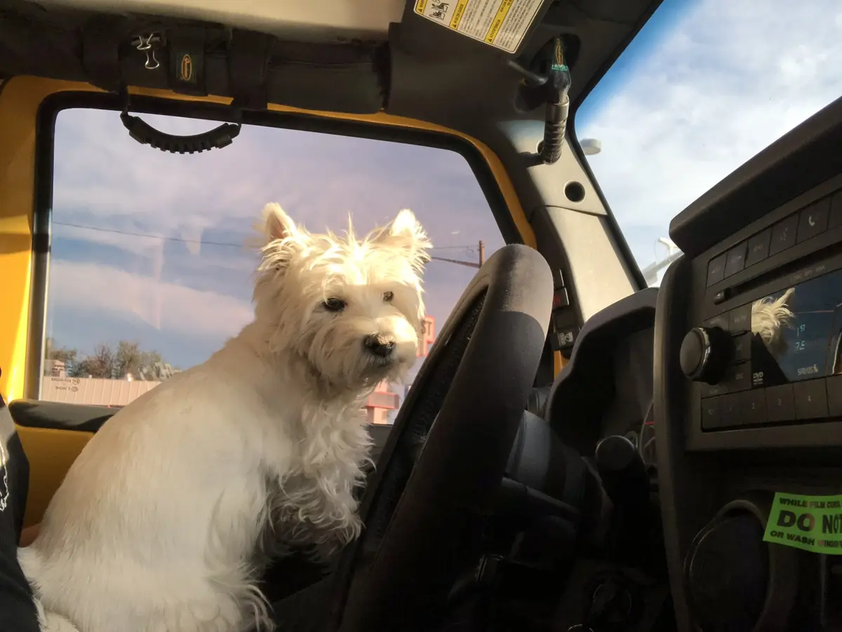 Not a Fan of My Driving? Better Call an Uber! - Lily Bella Every Day