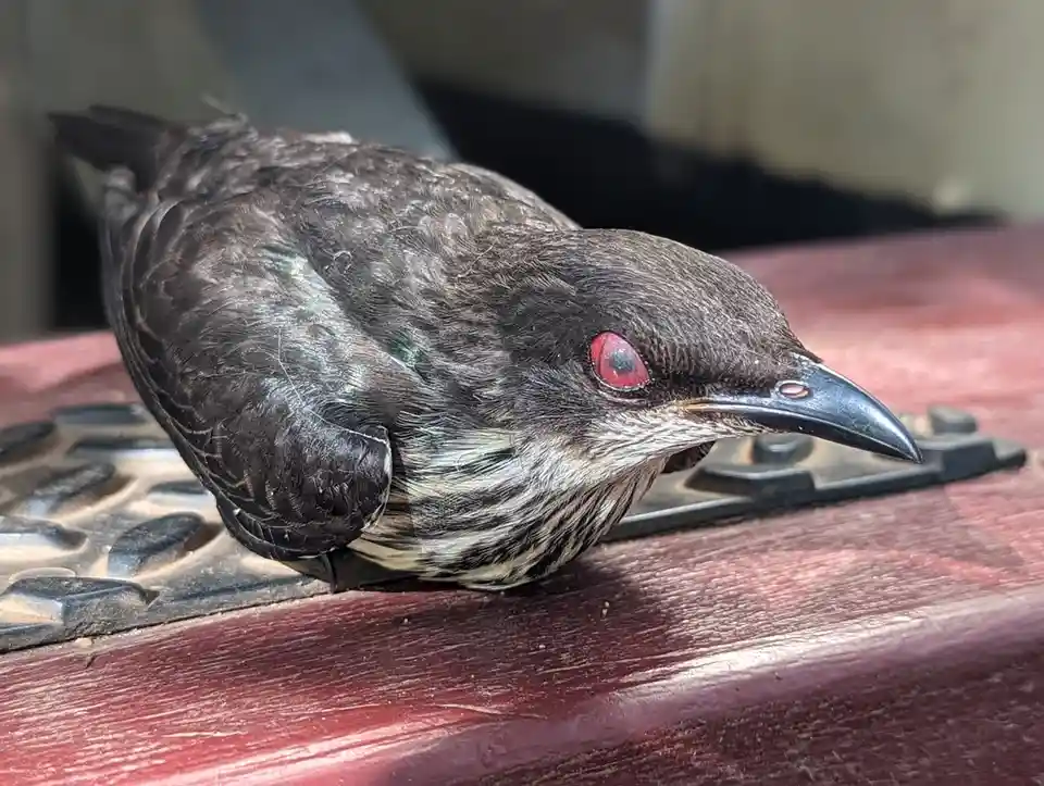 A small dark-feathered bird with a striking red eye and a black beak lies motionless on a red wooden surface, its head…