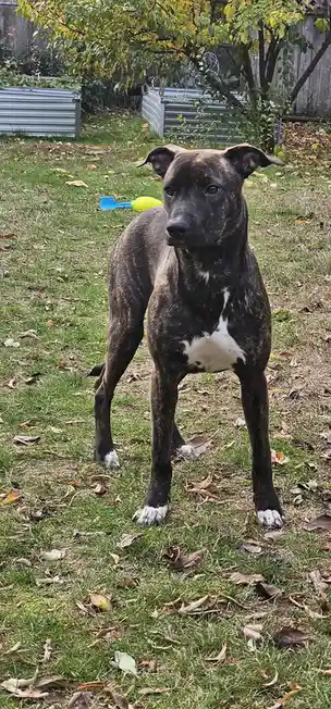 A brindle dog with white markings stands in a grassy yard scattered with fallen leaves, looking directly at the camera with…
