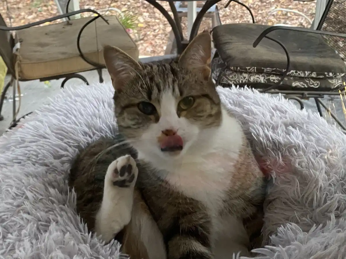 A tabby and white cat sits in a fluffy grey bed outdoors, licking its lips while holding up a paw. The cat has one dark eye…