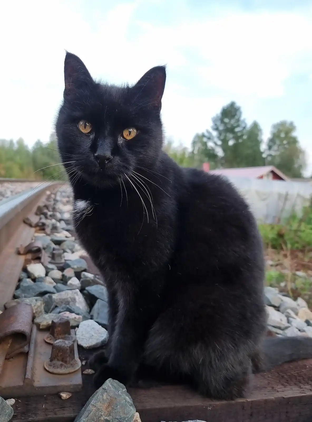 A black cat with yellow eyes sits calmly on a rusty railroad track, surrounded by gravel and wooden ties, looking directly…