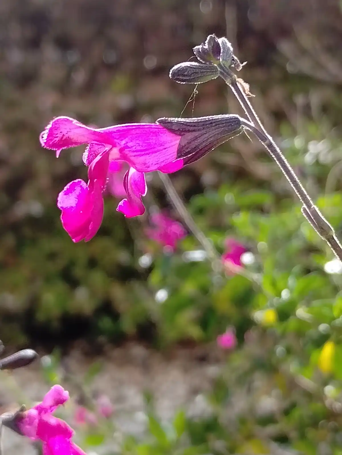 A close-up photograph shows a vibrant magenta flower with a dark purple calyx, growing on a thin stem against a blurred…