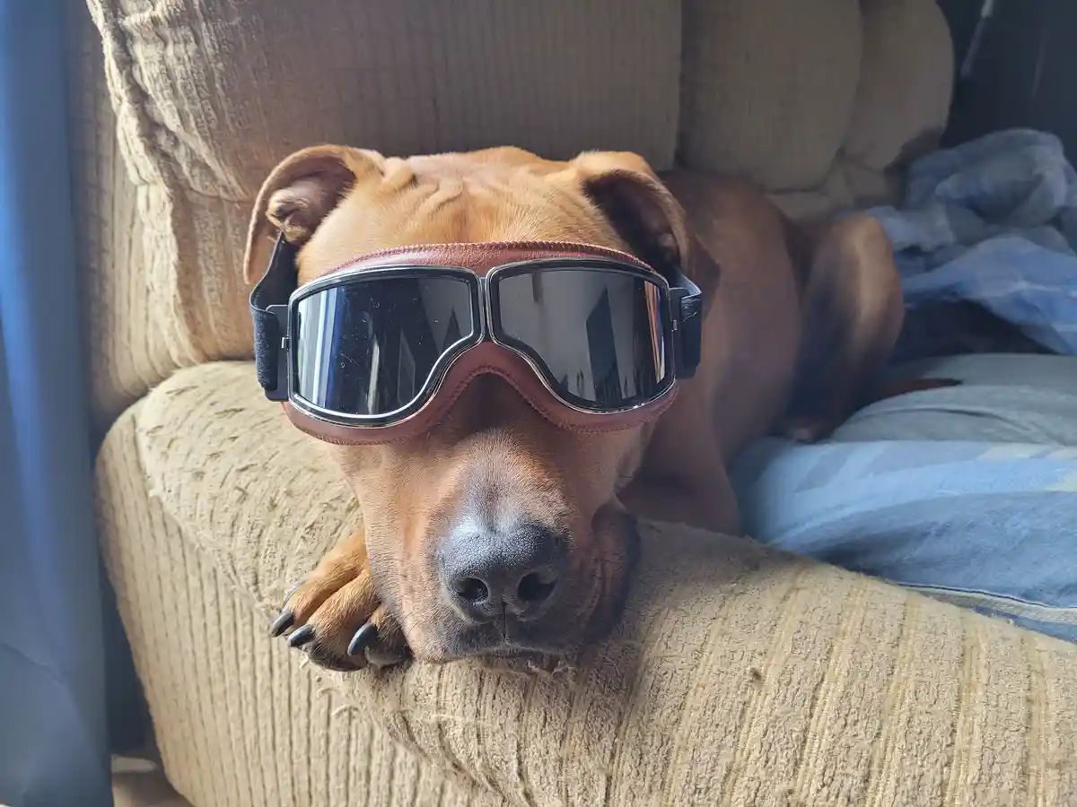 A brown dog with large, reflective aviator-style goggles sits on a textured beige couch, resting its head on the armrest…