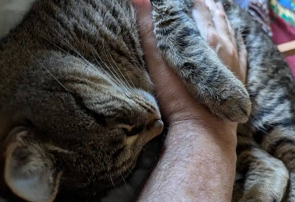 A close-up photo shows a tabby cat with brown and black stripes sleeping peacefully with its head nestled against a person's…