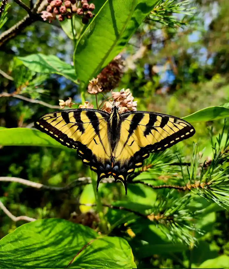 A yellow and black striped butterfly with long tail-like extensions on its hindwings is perched on a cluster of pinkish…