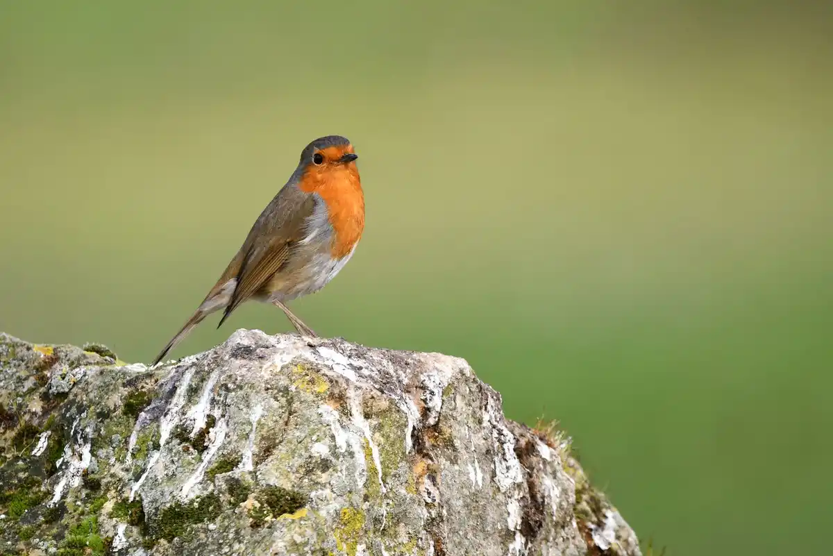 A European robin perched on a mossy, lichen-covered rock against a blurred green background. The bird has a bright…