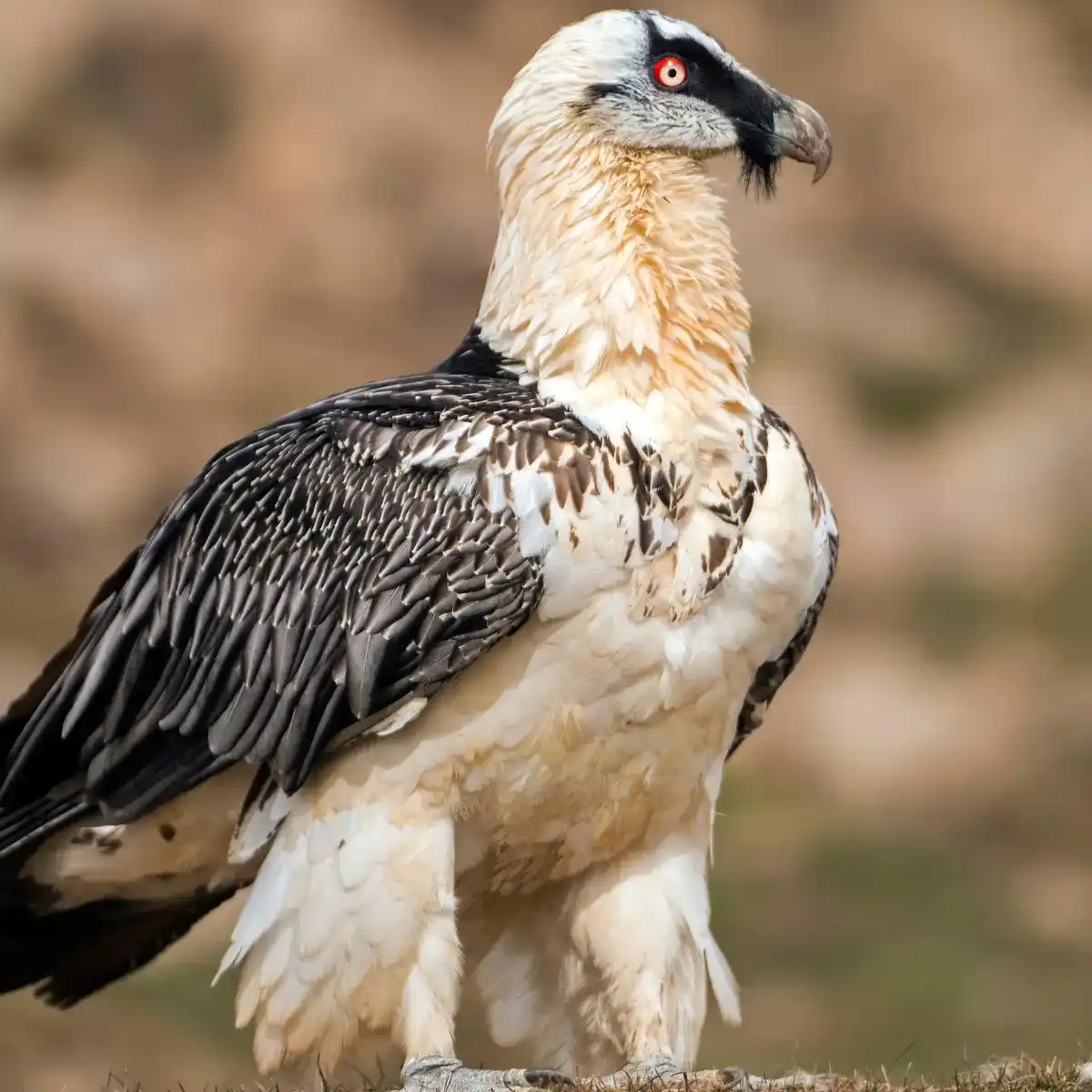 A close-up photograph of a bearded vulture, identifiable by its white head, black facial markings, red eye, and…