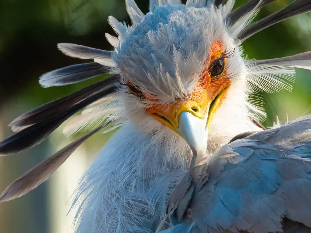 Meet the Secretarybird: The Unique Sagittarius Serpentarius