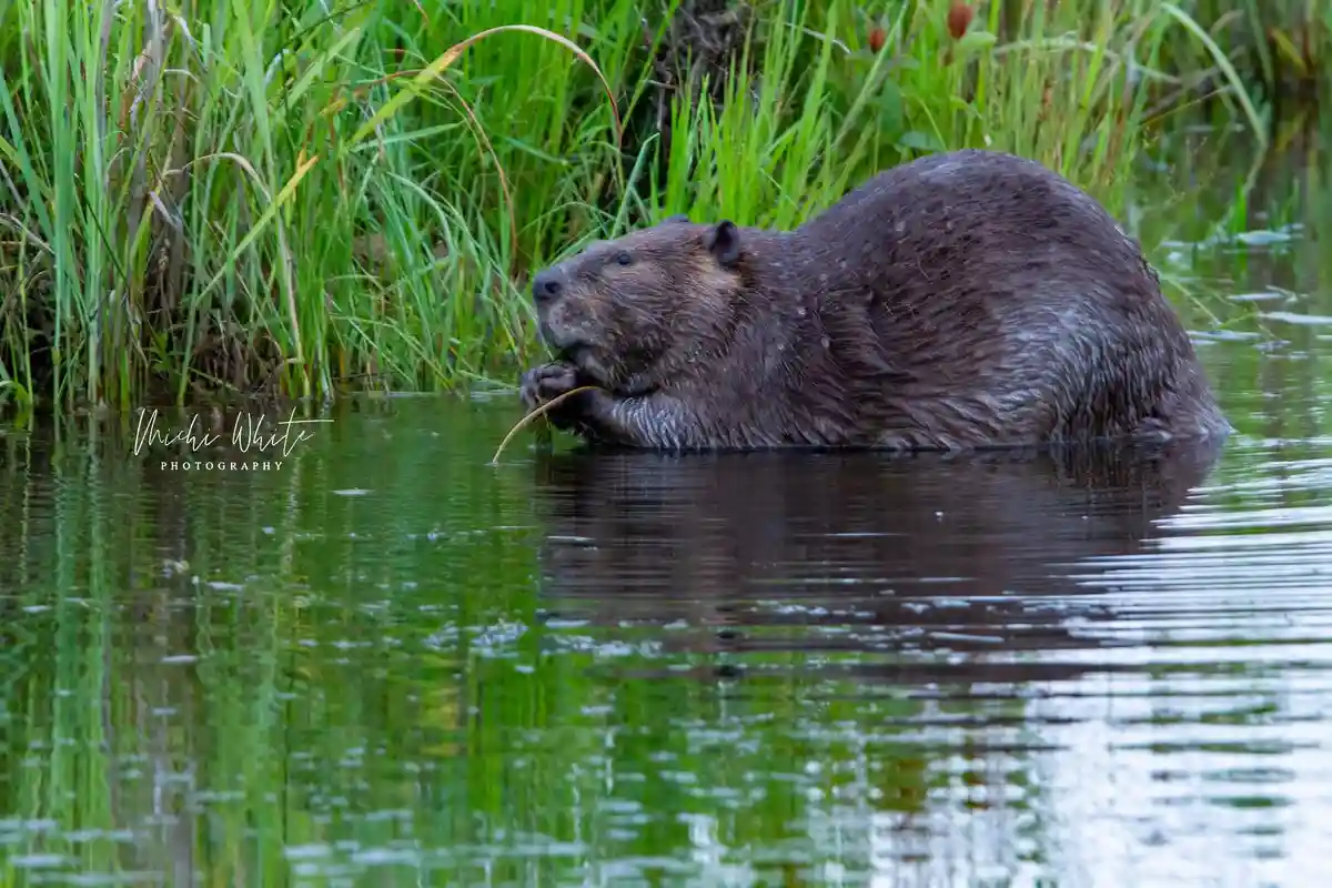 A beaver is partially submerged in calm water, holding a blade of grass or reed in its mouth and chewing, with tall green…