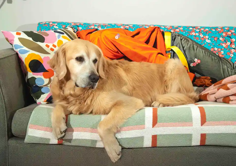 A golden retriever lies relaxed on a patterned blanket atop a gray couch, surrounded by colorful pillows and clothing. The…