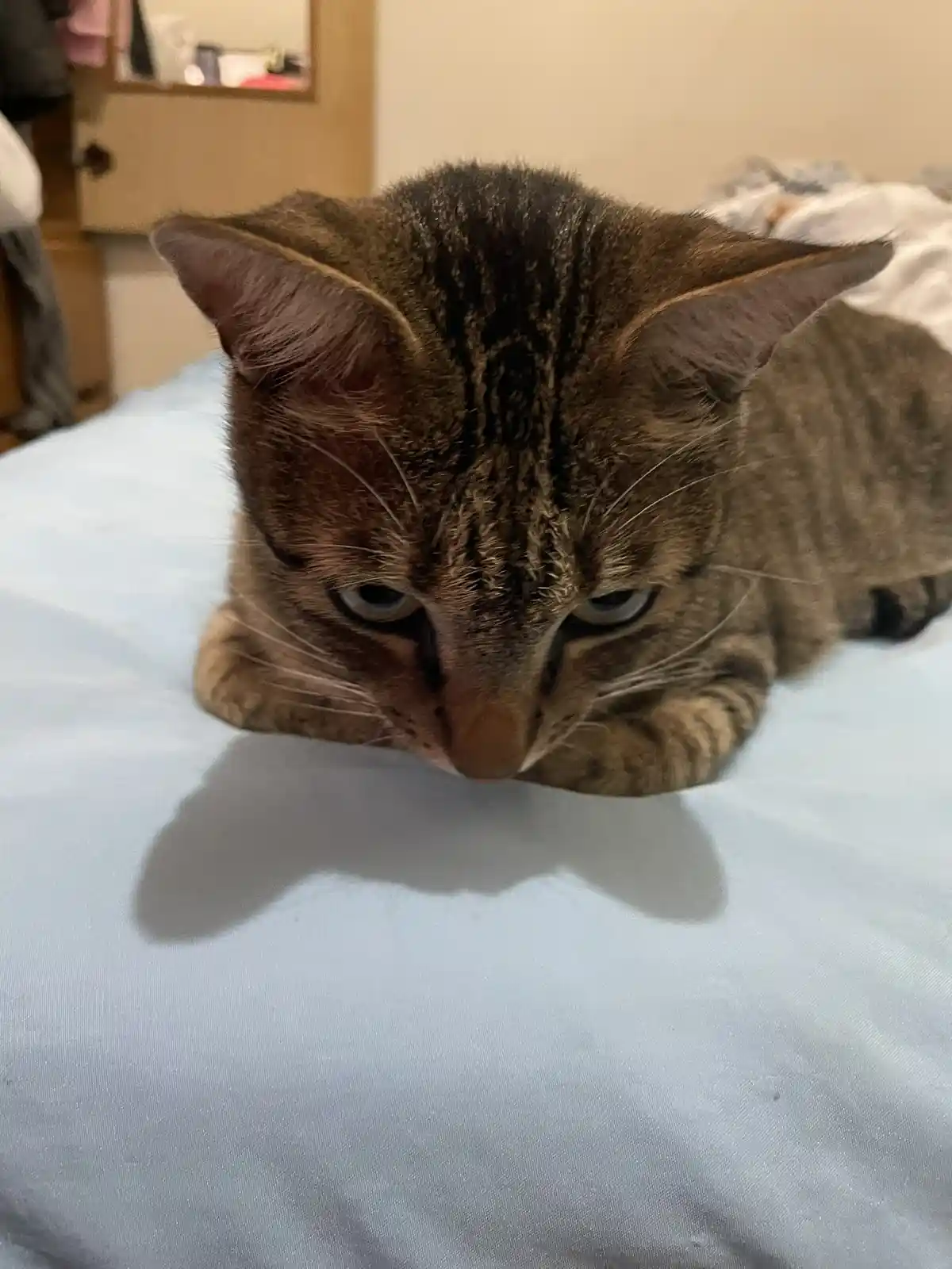 A tabby cat with a grumpy expression lies on a light blue bedsheet, staring directly at the camera with narrowed eyes and a…