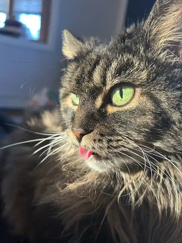 A close-up photo of a fluffy, long-haired tabby cat with striking green eyes, looking directly at the camera while licking…