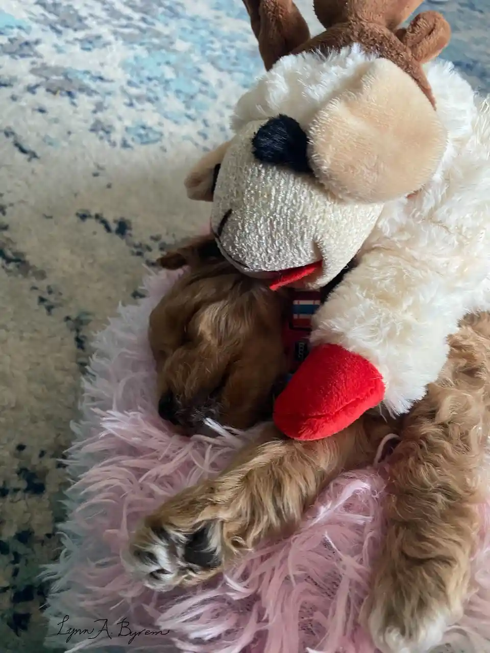 A small, sleeping brown puppy is curled up on a fluffy pink rug, nestled against a large, white and brown plush toy that…