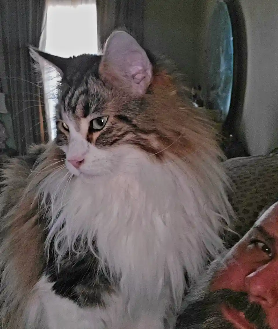 A close-up photo shows a fluffy, long-haired cat with a stern, unimpressed expression, looking away from the camera. In the…