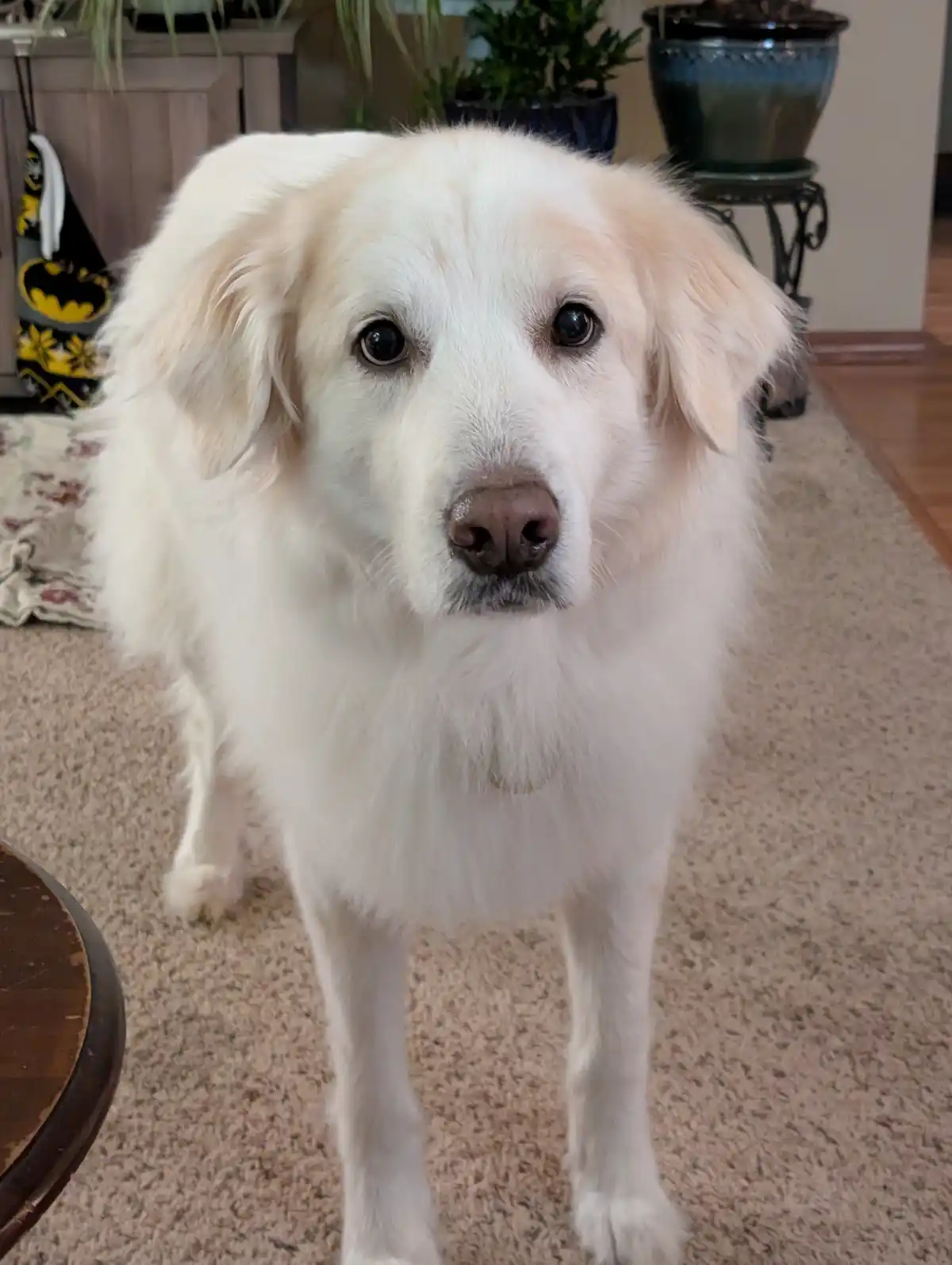 A fluffy white dog with dark eyes and a brown nose stands indoors on a beige carpet, looking directly at the camera with a…