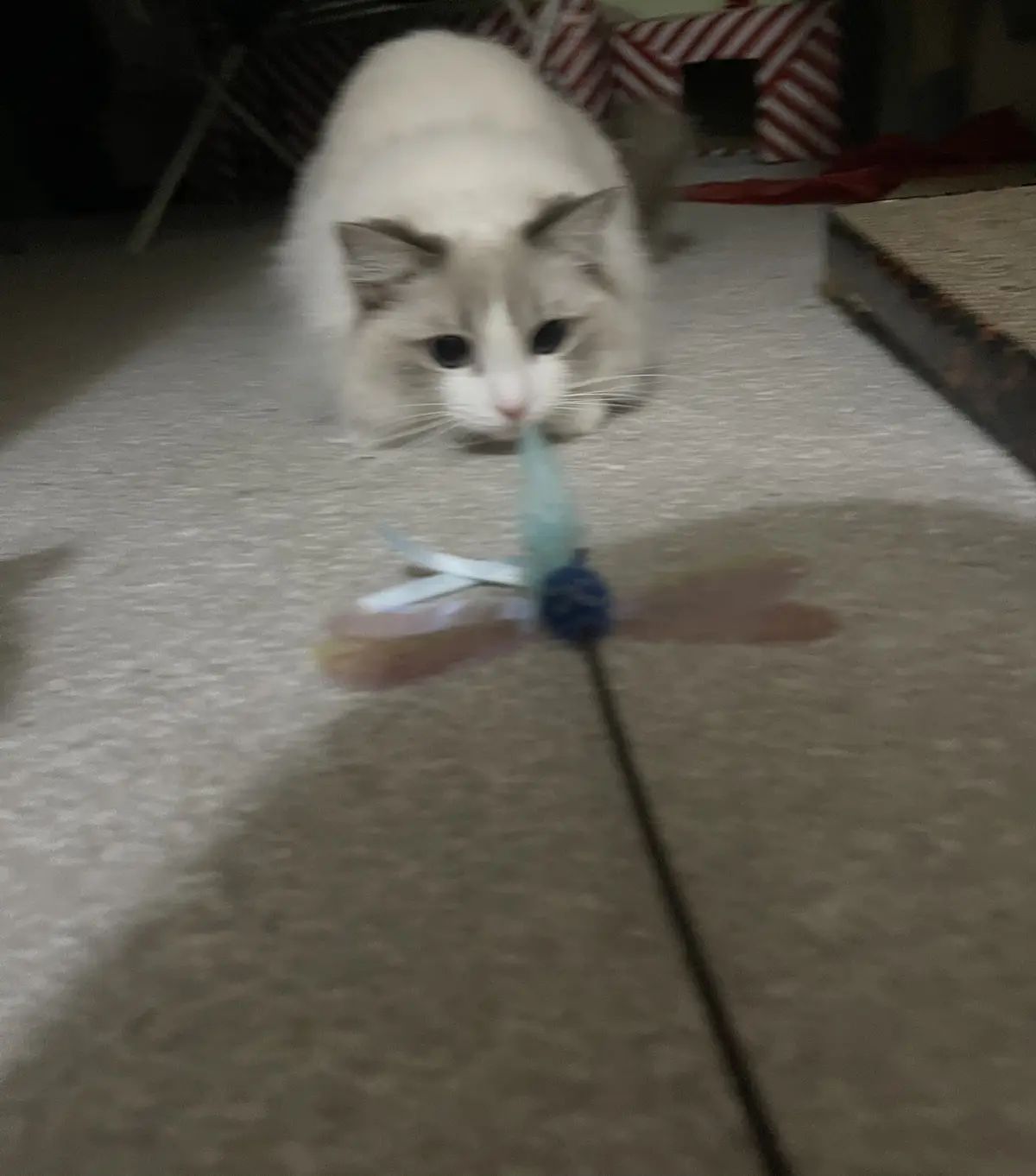 A fluffy white and grey cat with dark eyes is crouched low on a light-colored carpet, staring intently at a blurry, colorful…