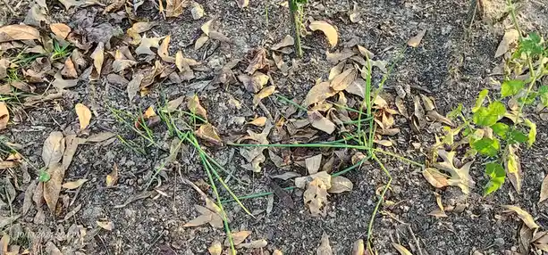 A close-up photo shows green, blade-like plant stems growing from the ground, arranged to vaguely resemble a human figure…