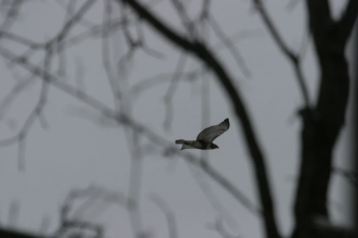 A bird, likely a hawk or similar raptor, is captured mid-flight against a pale, overcast sky, framed by the dark…