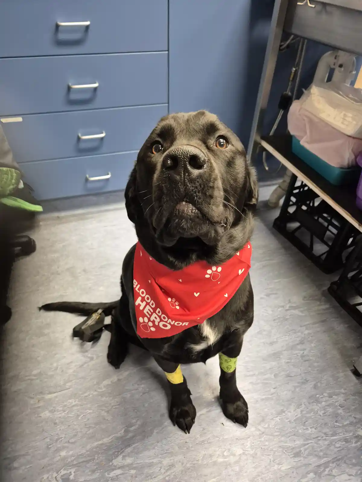 A black dog sits on a gray floor in what looks like a veterinary clinic, wearing a red bandana with white paw prints and…