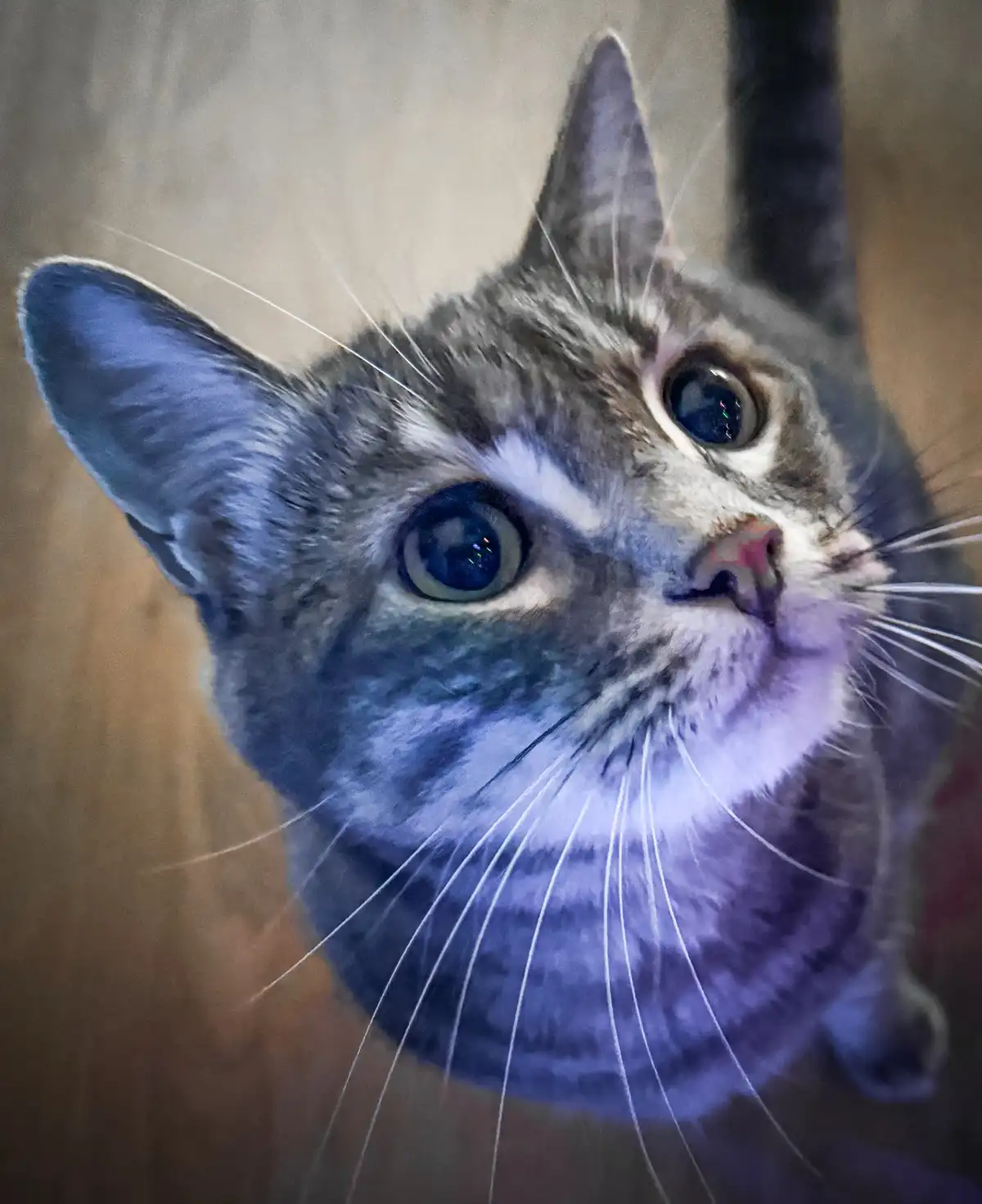 A close-up photo of a tabby cat with wide, startled blue eyes looking upward, its ears perked and whiskers prominent against…