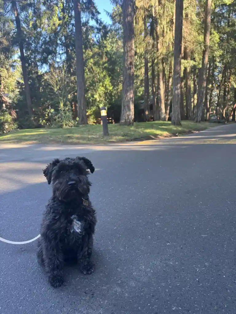 A black, shaggy dog with a white patch on its chest sits attentively on an asphalt path, looking directly at the camera…