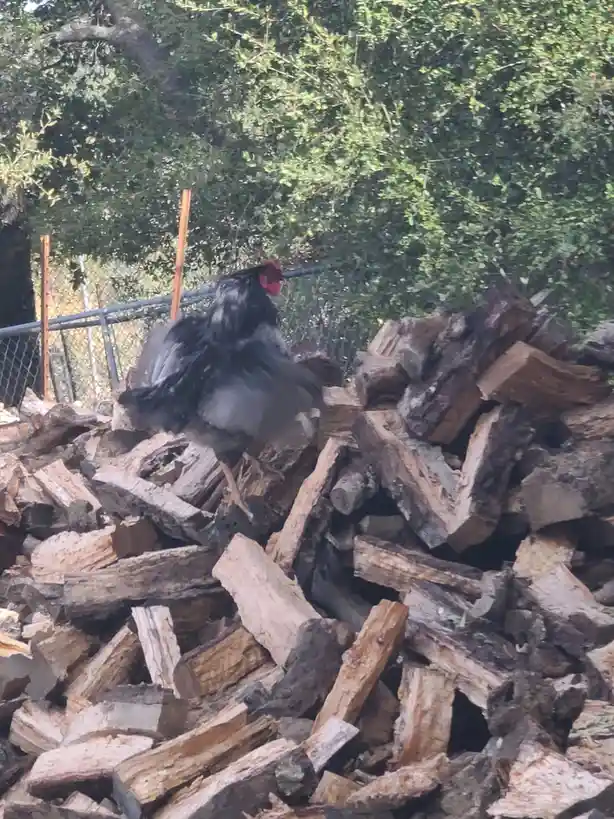 A black rooster with a red comb is captured mid-motion, appearing to jump or flail on a large pile of chopped firewood…