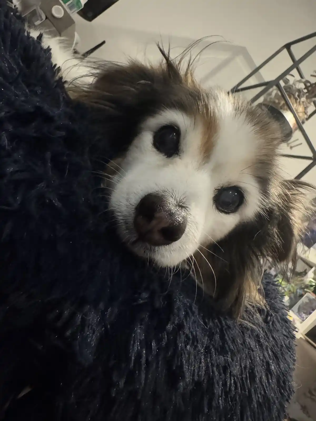 A close-up photo of a small dog with large, expressive eyes and a white face, looking directly at the camera while resting…