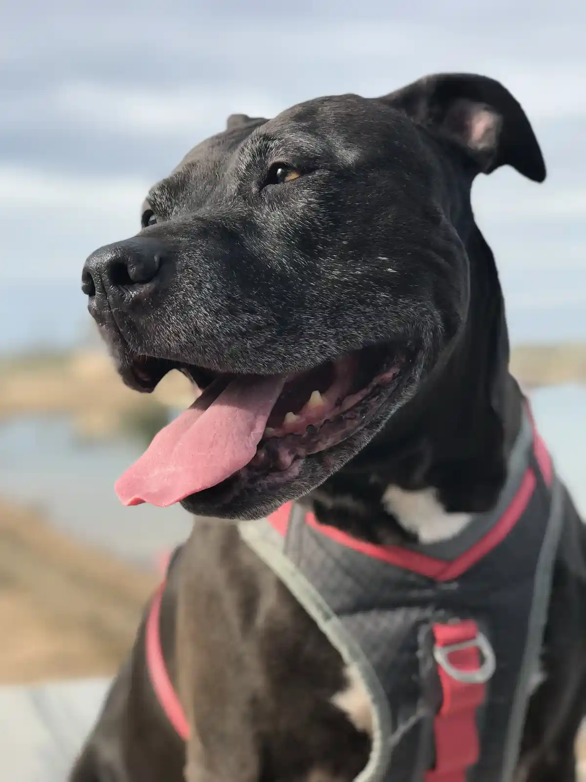 A close-up photo of a black dog with a pink tongue hanging out, wearing a black and red harness, looking off to the side…