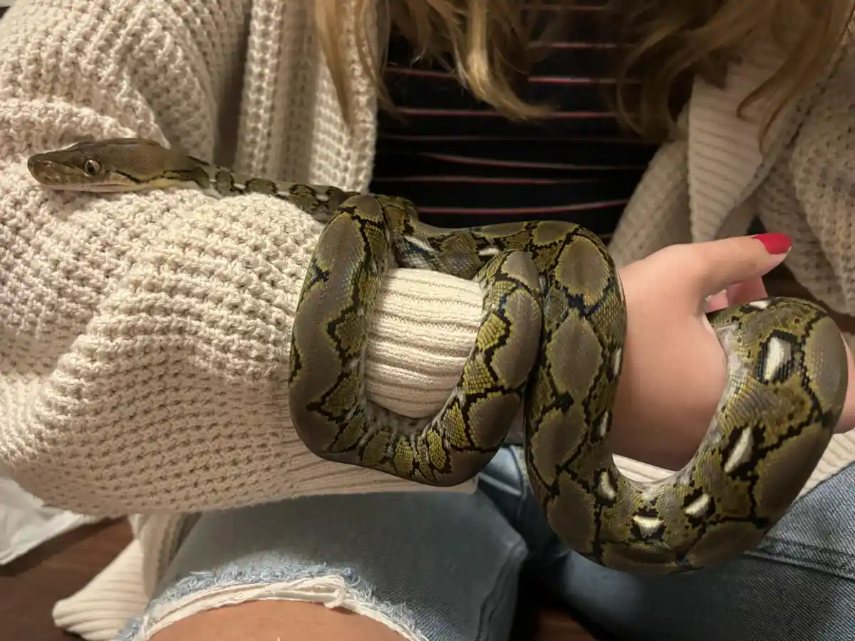 A person wearing a beige knit sweater and ripped jeans holds a large, patterned python that is coiled around their arm and…
