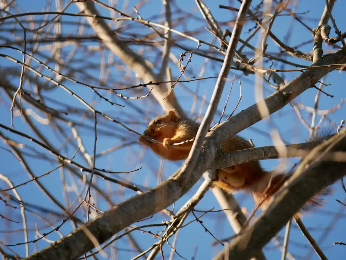 A red squirrel is perched on a bare tree branch against a clear blue sky, holding a thin twig in its paws and nibbling on…