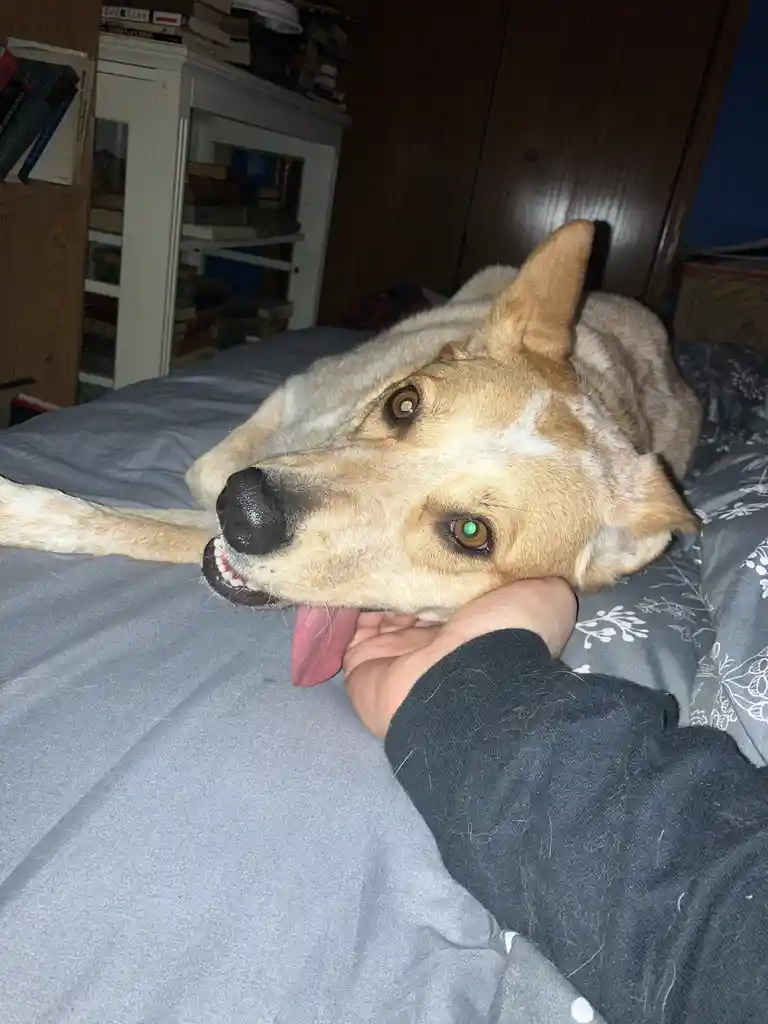 A tan and white dog with one glowing green eye lies on a bed, its head resting on a person's hand, tongue out, in a dimly…