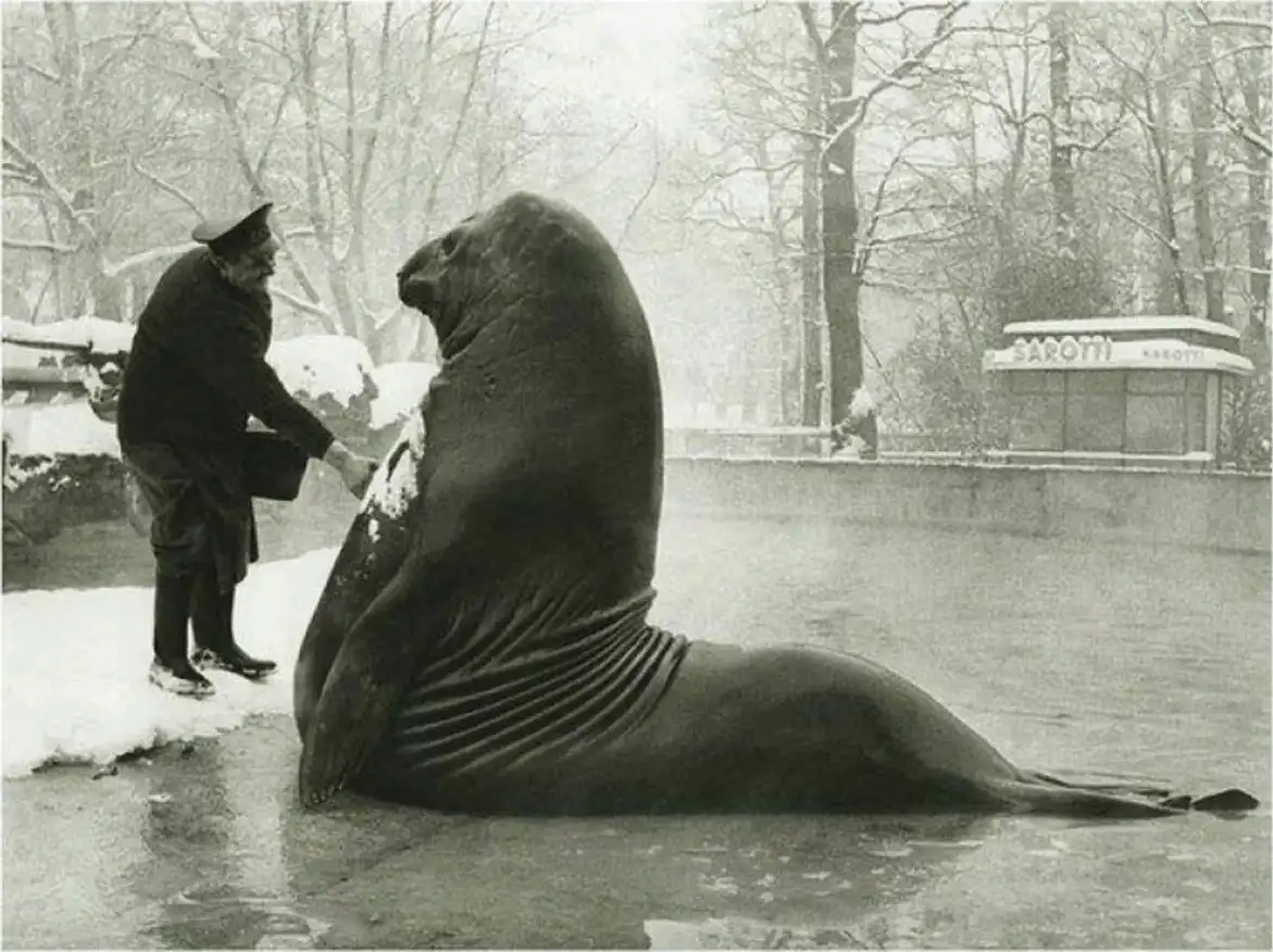 A black-and-white photo shows a large, upright seal in a snowy, icy enclosure, with a man in a uniform feeding it. The seal…