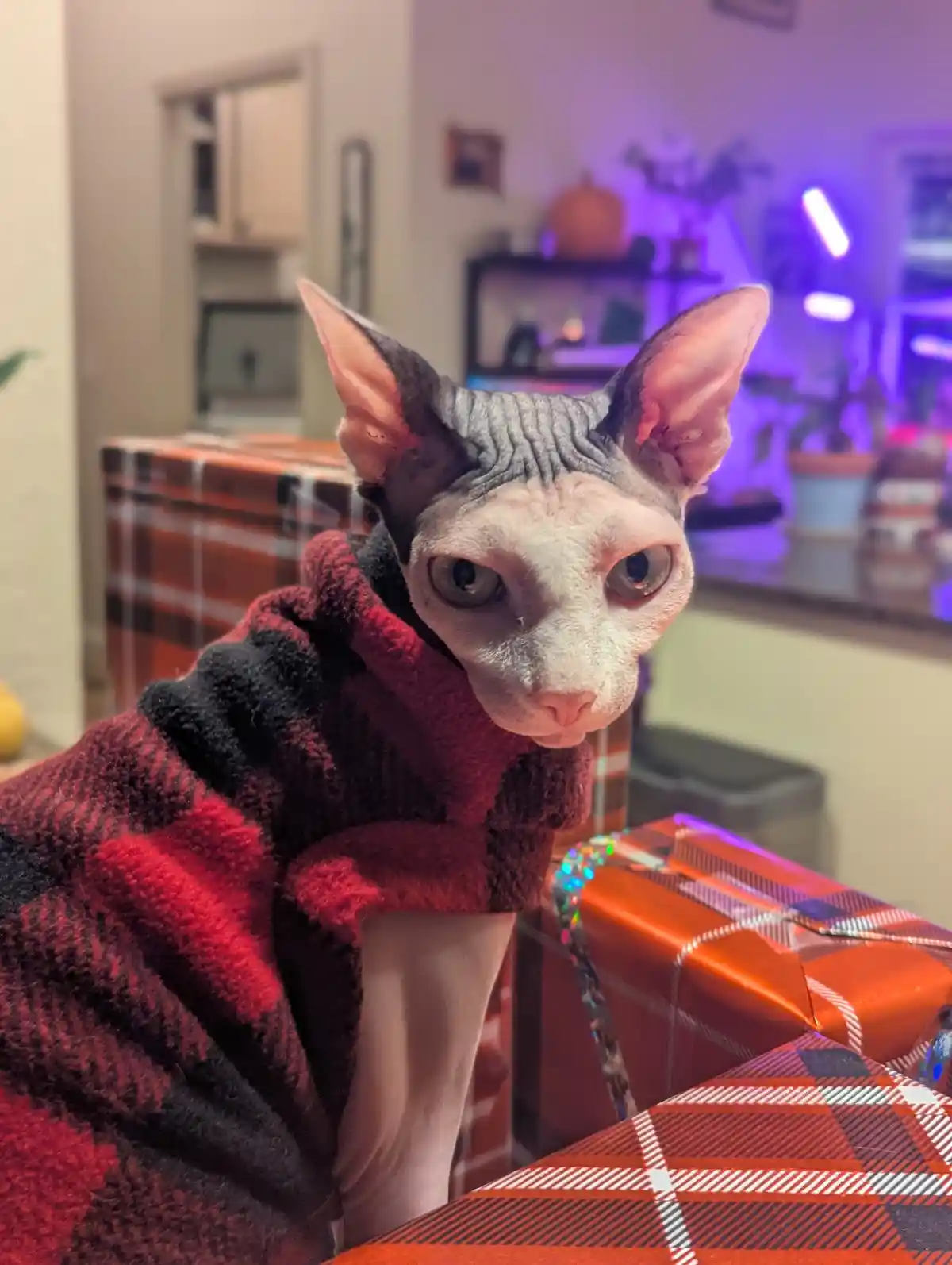 A hairless Sphynx cat wearing a red and black plaid fleece sweater sits among similarly patterned wrapped gifts, looking…