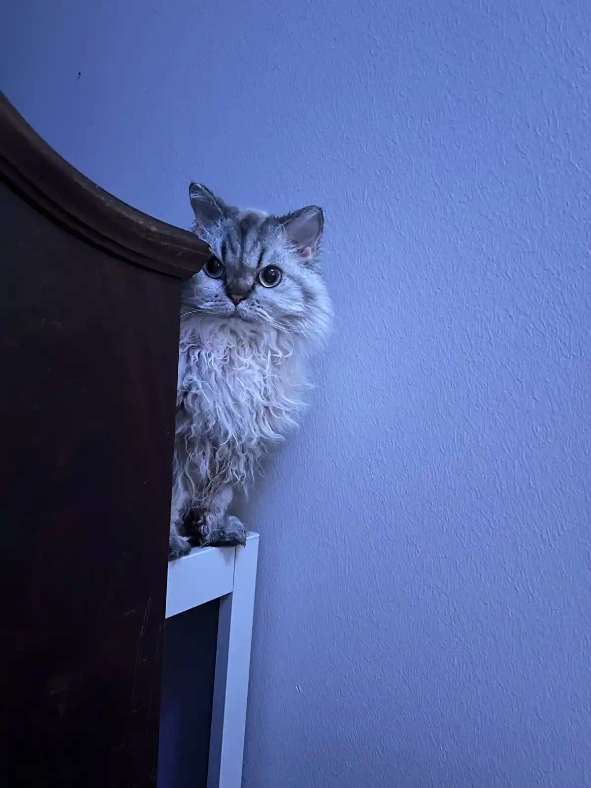 A fluffy, silver tabby cat with large, wide eyes peeks out from behind a dark wooden piece of furniture, perched on a white…
