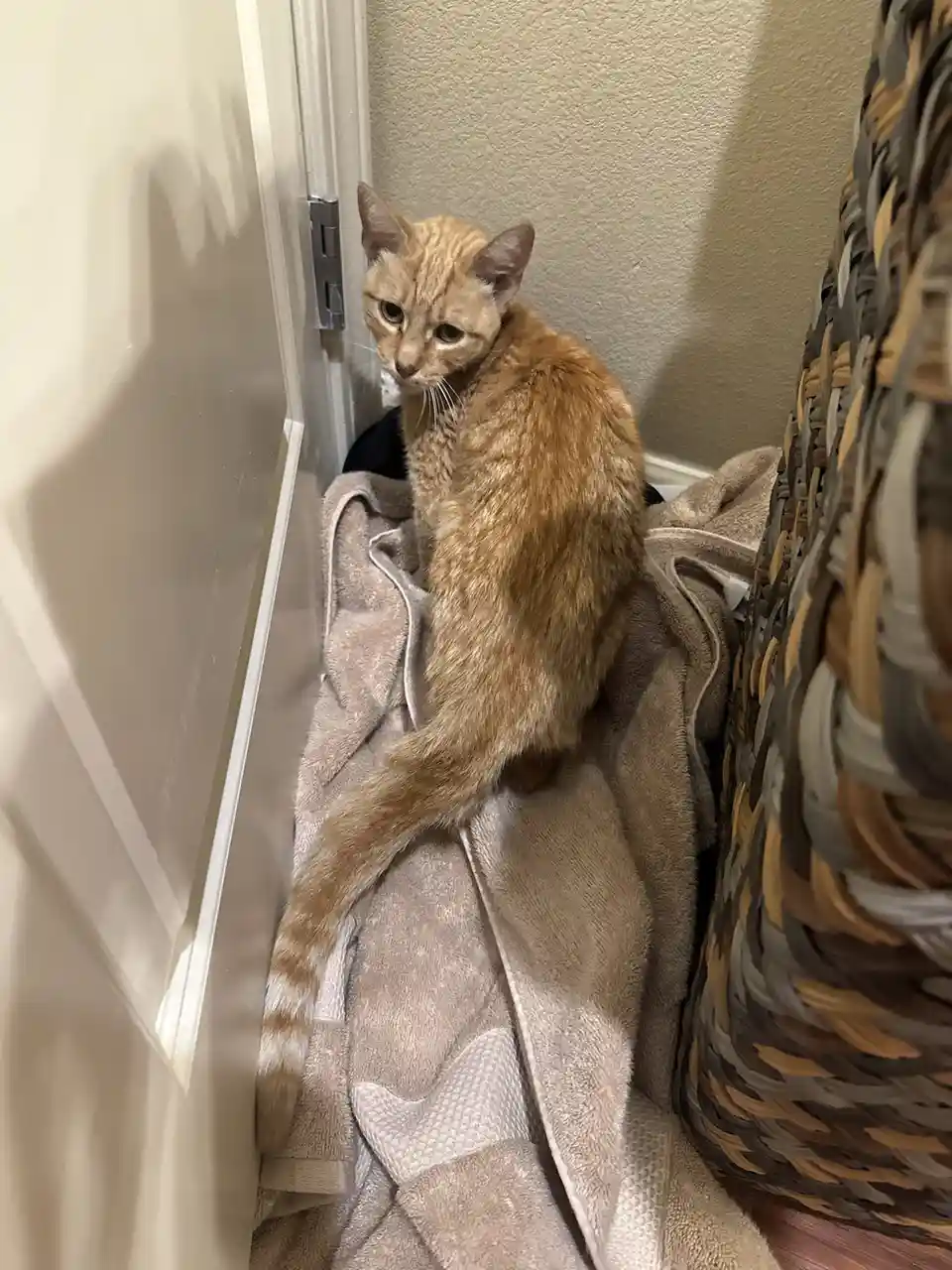 A ginger cat sits on a beige towel in a narrow space between a door and a woven basket, looking directly at the camera with…