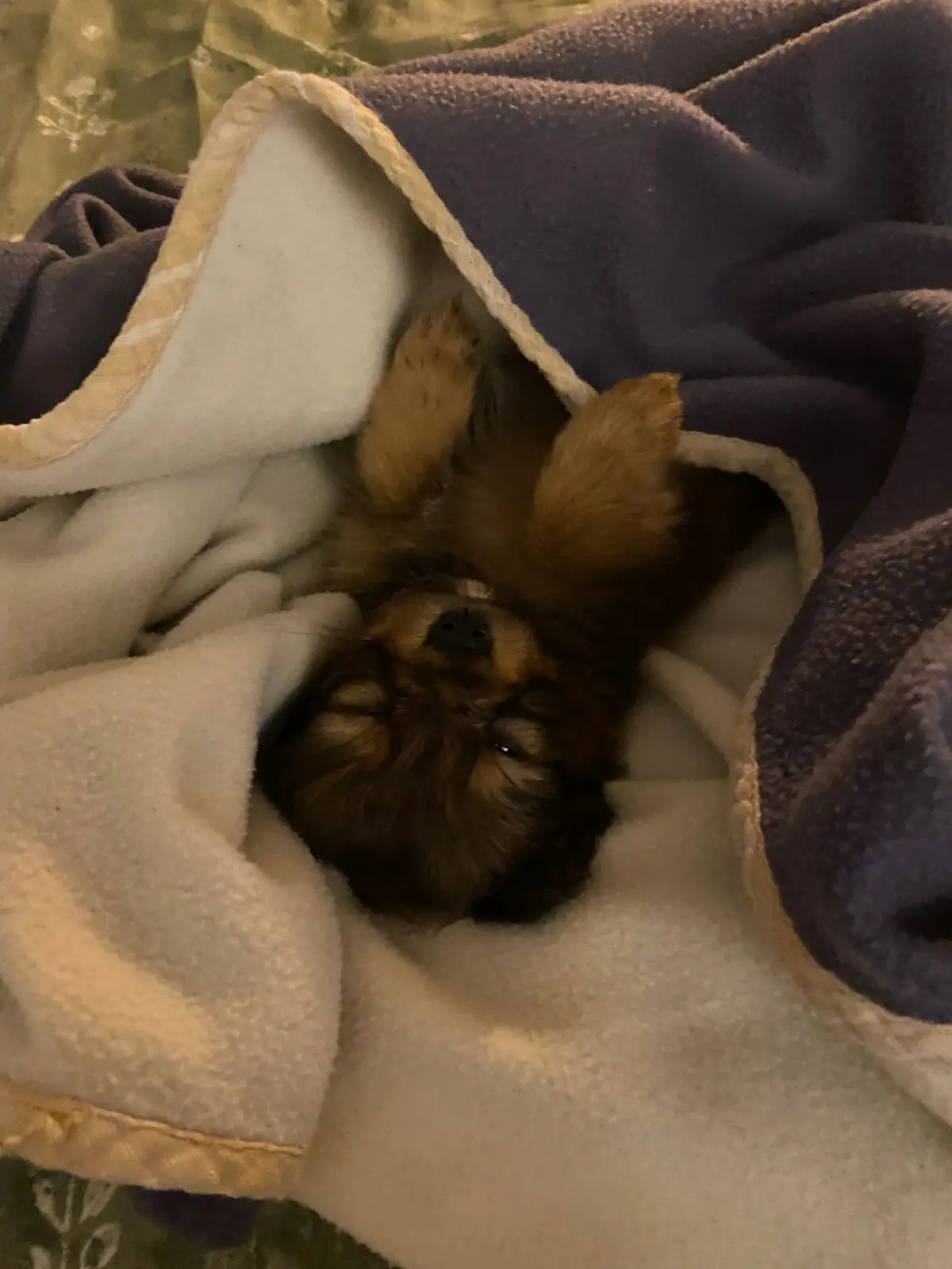 A small, fluffy brown dog is lying on its back, partially covered by a purple and cream-colored fleece blanket, with its…