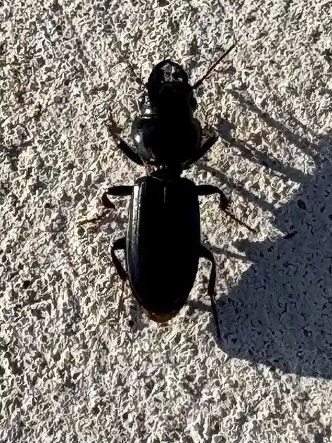 Meet Scarites Subterraneus: The Underground Marvel