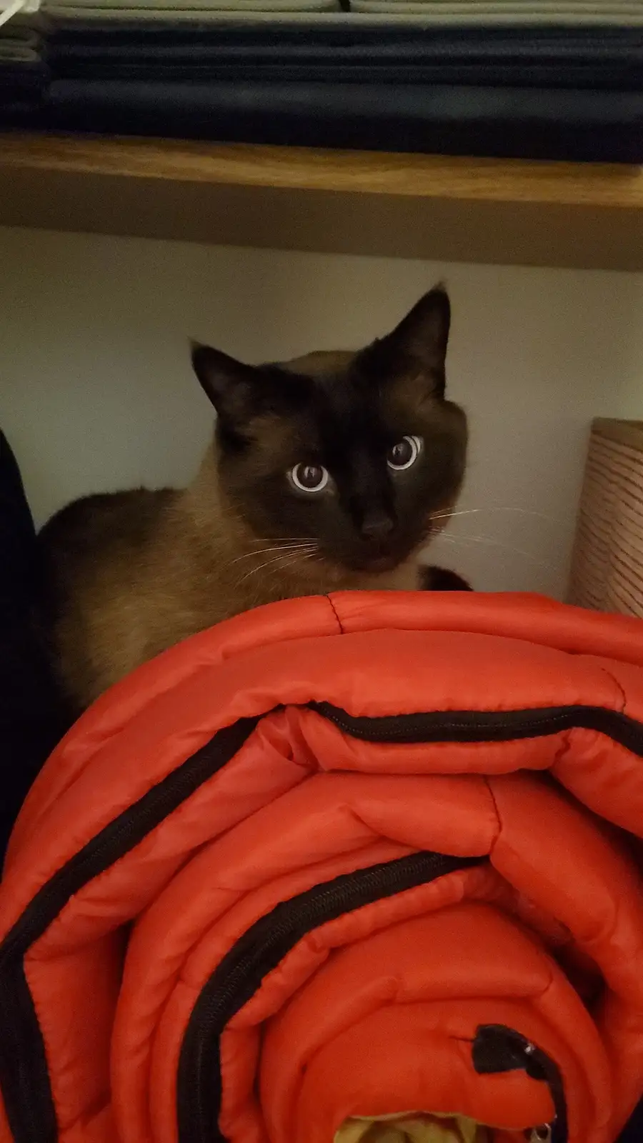 A Siamese cat with dark facial markings and wide, startled eyes peers over the top of a bright orange, puffy sleeping bag or…